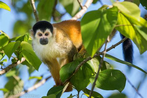 Black Crowned Central American Squirrel Monkey Saimiri Oerstedii