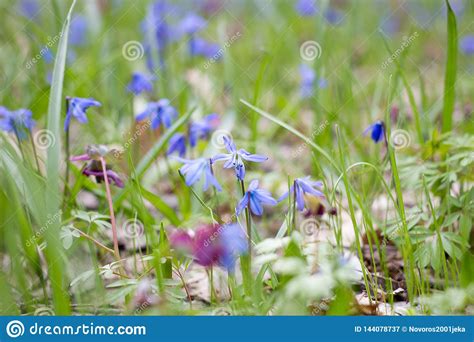 A Glade Of Blue Flowers A Glade Of Spring Fragile Flowers Stock Image