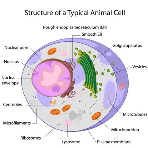 Cell Structure Animal Cell Animal Cell Structure Animal Cells Worksheet