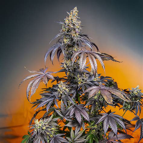 Red Gorilla Xl Auto Graine De Cannabis Autofloraison Sweet Seeds