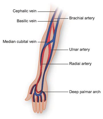 They're part of a transportation system that moves blood around. Veins and arteries of the arm | Blood vessels anatomy ...