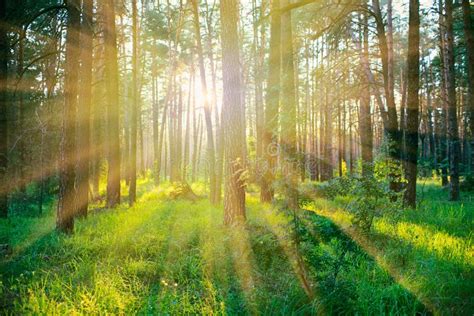 Pine Forest On Sunrise Stock Image Image Of Beam Colors 23648117