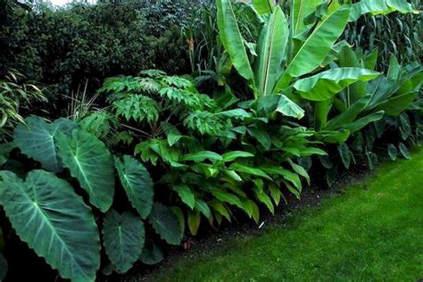 71 Tropical Plants Landscaping Ideas Home Garden