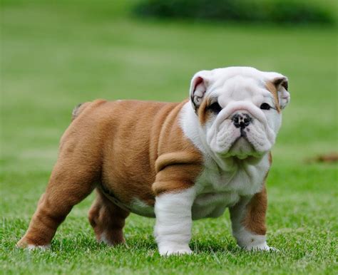 10 Cutest Dog Breeds You Would Love To Own Stylinggo