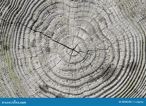 Cracked Pine Tree Trunk In Cross Section Stock Image Image Of Closeup
