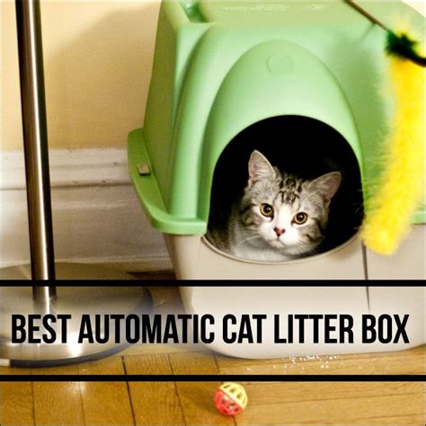 The 10 Best Automatic Cat Litter Box Reviews 2016 2017