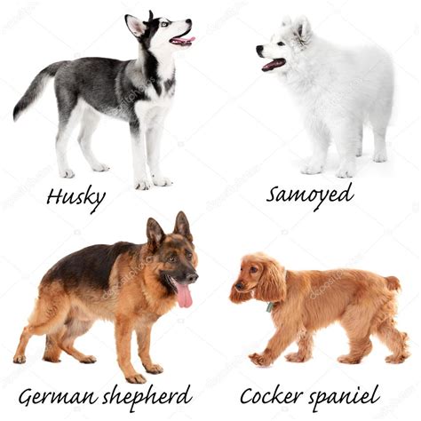 Different Breeds Of Dogs — Stock Photo © Belchonock 70792207