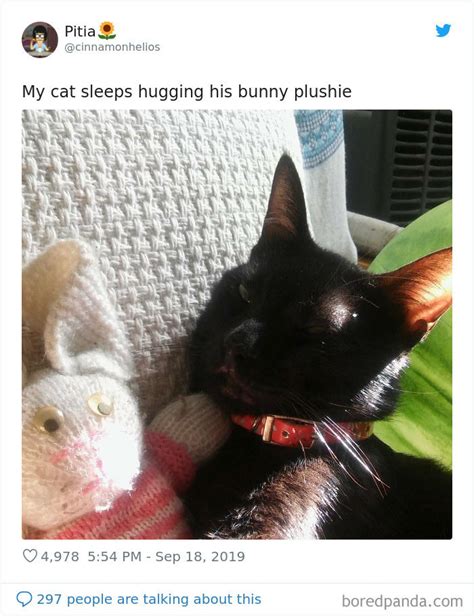30 Posts Of Cats Behaving Weirdly But Funny As Hell On An Online Post