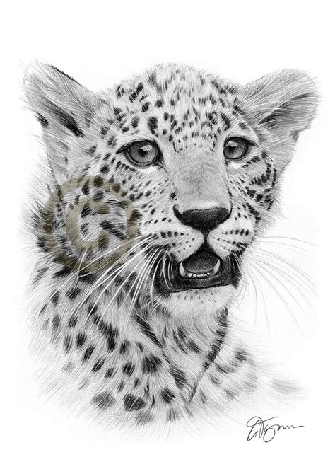 Cheetah Cub Pencil Drawing Print 2 Sizes Artwork Signed By Etsy