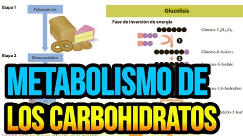 Metabolismo De Los Carbohidratos Youtube