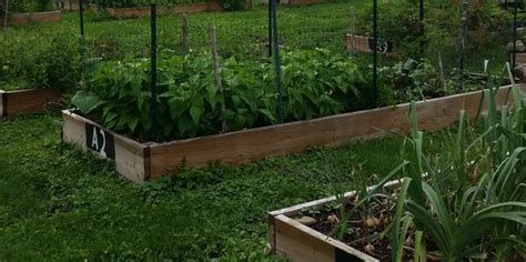 Cornell Cooperative Extension Gardening On A Budget