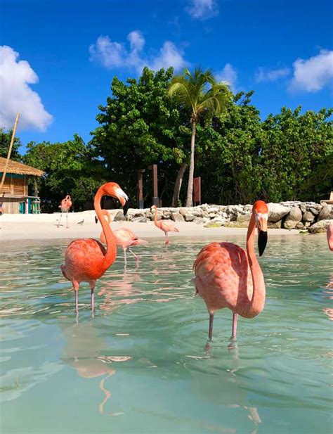 Breathtaking Flamingo Beach Aruba Everything You Need To Know Before