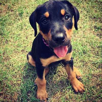 Discover the rottweiler lab mix. All About The Sweet, Handsome Rottweiler Lab Mix