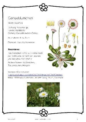 Es dient der dokumentation und präsentation ausgewählter bestände. Herbarium | Herbarium vorlage, Blumen pressen, Heilpflanzen