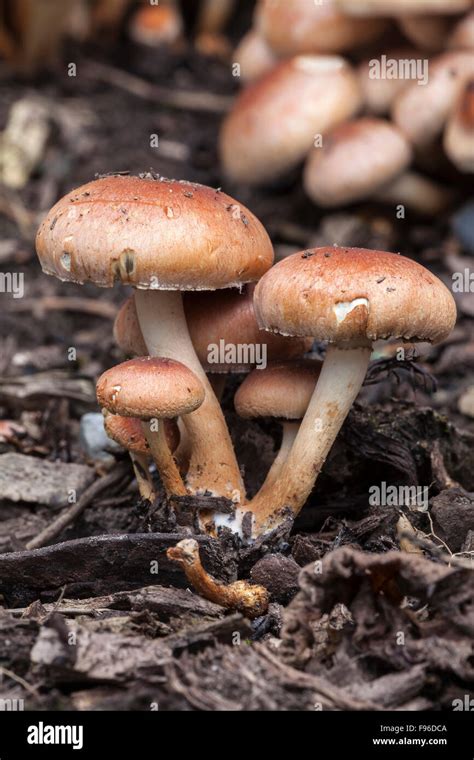 Hypholoma Sublateritium Mushrooms In Ontario Canada Stock Photo Alamy