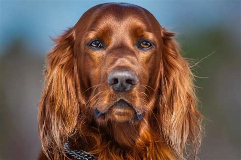 Irish Red And White Setter Complete Dog Breed Guide