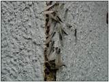 Pictures of Termite Symptoms Photos
