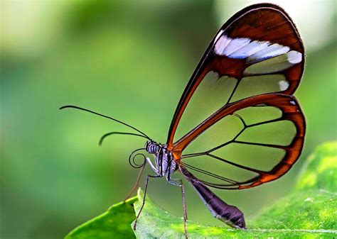 las mariposas mas extranas brillantes  hermosas viven en