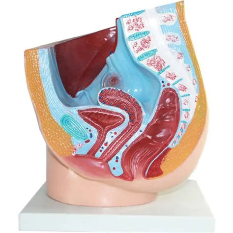 HUMAN FEMALE PELVIC Cross Section Cavity Sagittal Model Medical Pelvis