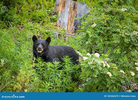 Black Bear In Forests Of Banff And Jasper National Park Canada Stock