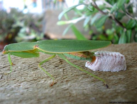 Pregnant Praying Mantis Eggs New Zealands Native Mantises Are A