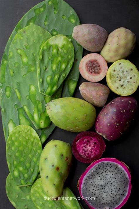 People also use it in traditional medicine to treat glaucoma and other the nopal cactus, which is native to mexico, is more commonly known as the prickly pear cactus. Pin on Cactus You Can Eat