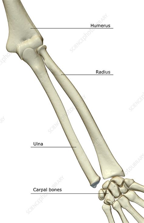 Skeleton Labeled Bones