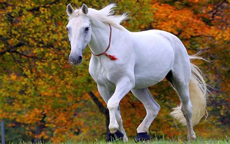 Cute Horse Wallpapers 68 Images
