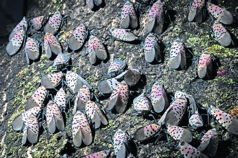 Spotted lanternfly 'going to keep just multiplying,' Lafayette ...