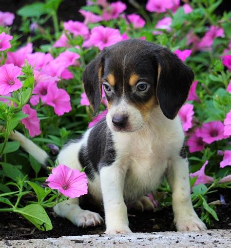 Akc Registered Beagle Puppy For Sale Sugarcreek Oh Male Hayden Ac