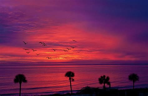 Palms In Silhouette Against Purple Sunrise Photograph By Darryl Brooks