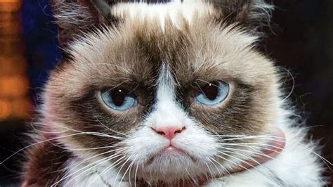 Grumpy Cat Image Gallery Know Your Meme
