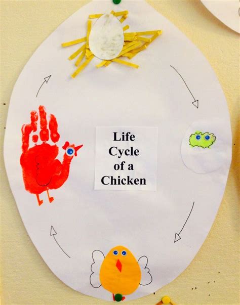 Life Cycle Of A Chicken Paper Plate Craft