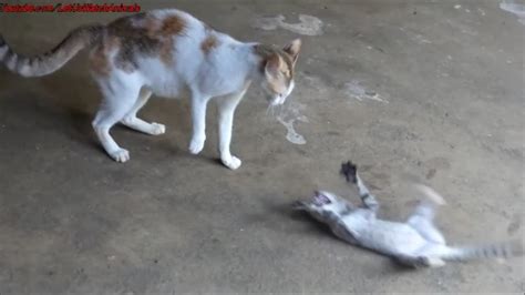 Cat Attacking Kitten Angry Cat Scares Kitten Youtube