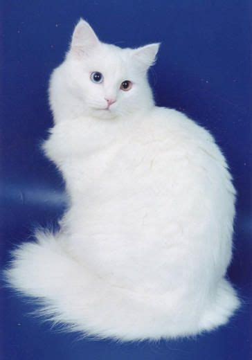 White Siberian Cat Angora Cats Beautiful Cats Siberian Cat