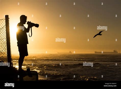 Silhouetted Photographer Photographing Ocean Birds At Sunset Stock