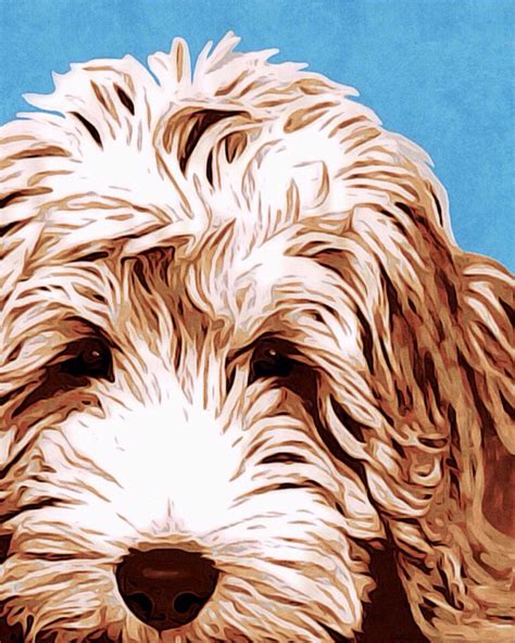 Art Collectible Painting Acrylic Labradoodle Brown Giclee Print Canvas