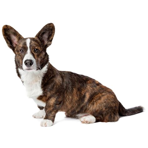 Welsh Corgi Cardigan Mediumlong Coat Dog Breed