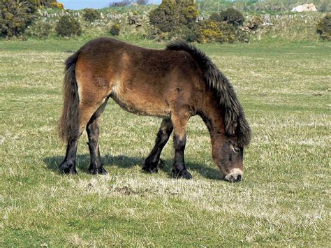 Exmoor Pony Info, Origin, History, Pictures