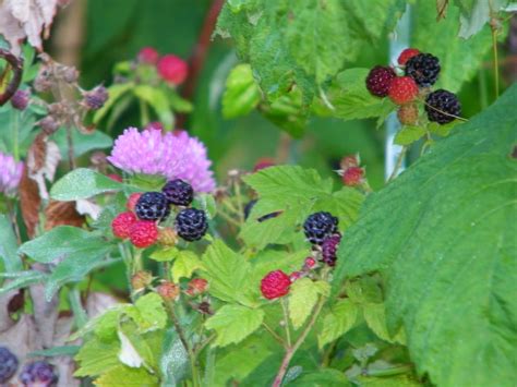 Wild Berries In Saline Michigan Corey Seeman Flickr