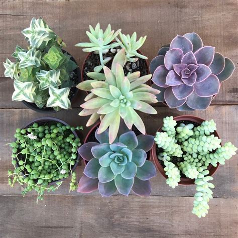 4 Inch Mixed Succulent Plant Set Live Rooted Select 4 6 Or Etsy