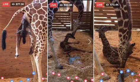 Finally April The Giraffe Delivers Her Newborn Live Science