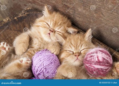 Kittens Sleeping Stock Photo Image Of Model Pedigreed 25325722