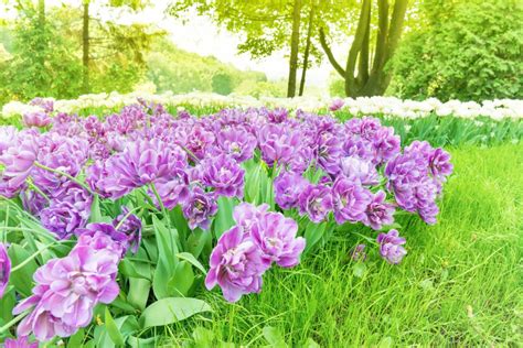 Fondo Tulipanes Morados En Parque Verde Macizo De Flores De Flores