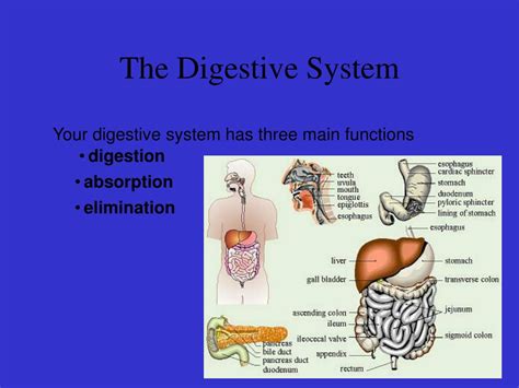 Ppt The Digestive System Powerpoint Presentation Free Download Id 5693115