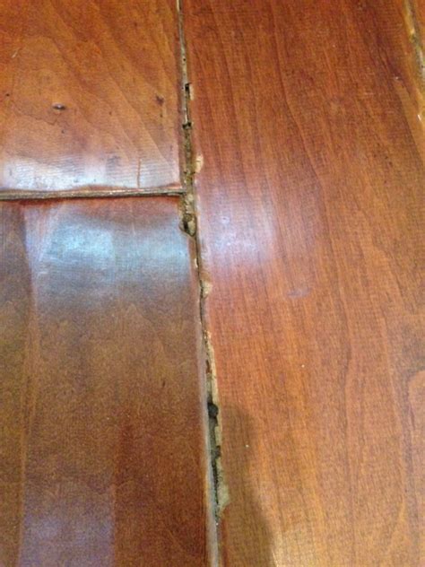 Image 20 Of Termite Damage Hardwood Floors New Tourist Places
