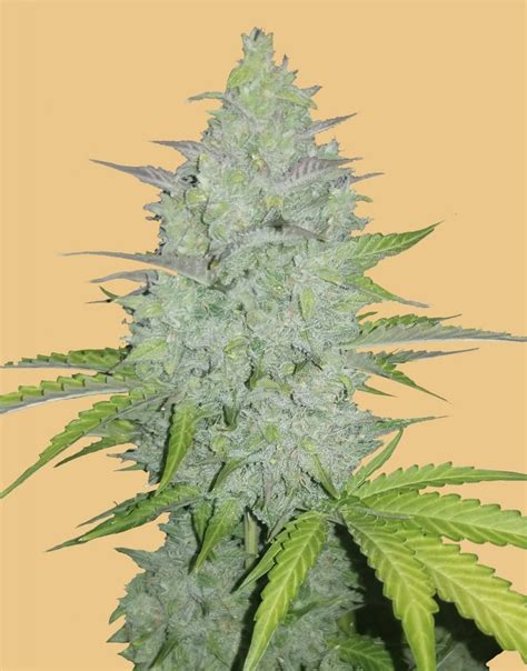 Cheese Weed In South Africa 5 Cheese Strains 2021 Cannabisimple