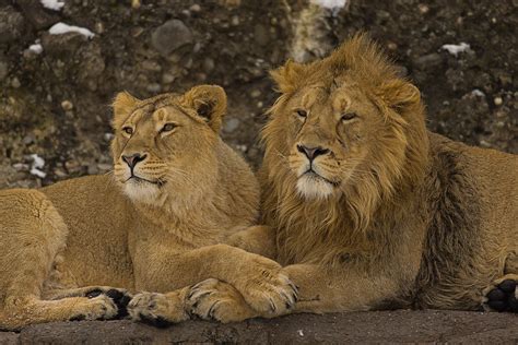 Schöne seltene weiße löwen bilder löwe poster. Indischer Löwe No.4 Foto & Bild | tiere, zoo, wildpark ...