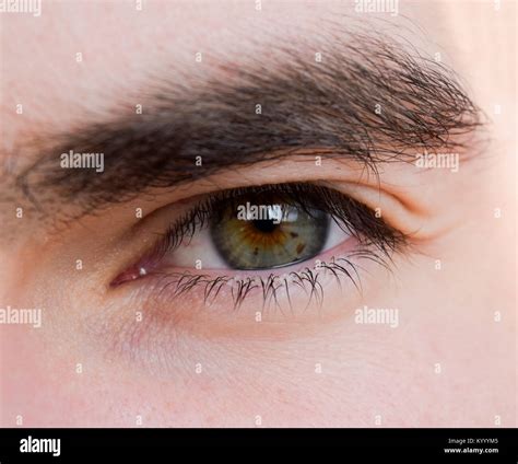 Hazel Eye High Resolution Stock Photography And Images Alamy