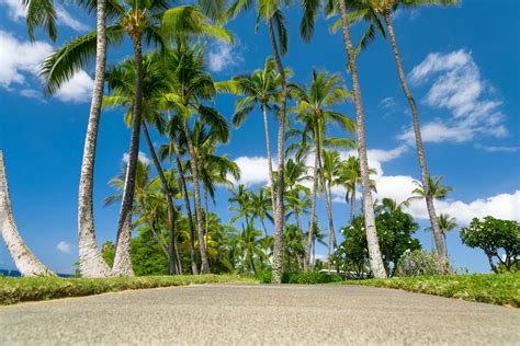 parks, Tropics, Sky, Hawaii, Palma, Nature Wallpapers HD / Desktop and ...